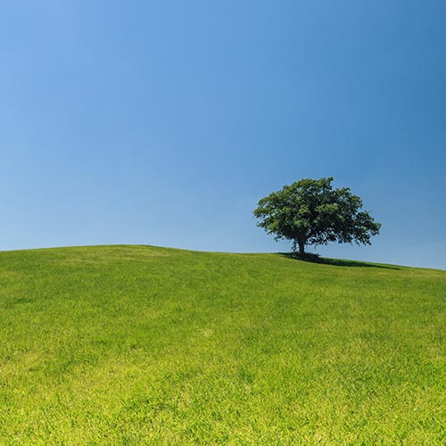 baum-auf-gruener-wiese Ein alleinstehender Baum auf einer grünen Wiese mit strahlend blauem Himmel